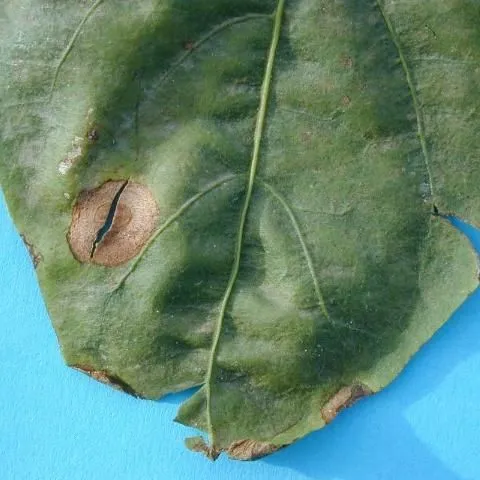 thumbnail for publication: Some Common Diseases of Pepper in Florida